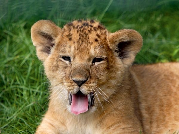Produktbild: CALVENDO Puzzle L&ouml;wenbaby | 1000 Teile Lege-Gr&ouml;&szlig;e 64x48cm Foto-Puzzle f&uuml;r gl&uuml;ckliche Stunden