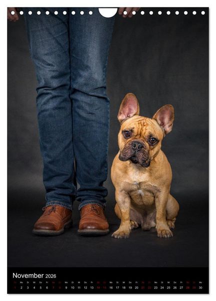 Produktbild: Bullyzauber - Franz&ouml;sische Bulldoggen (Wandkalender 2026 DIN A4 hoch), CALVENDO Monatskalender
