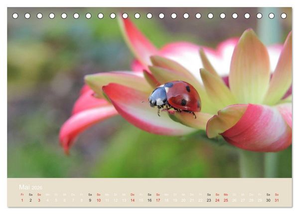 Produktbild: Kleine Gl&uuml;cksk&auml;fer (Tischkalender 2026 DIN A5 quer), CALVENDO Monatskalender