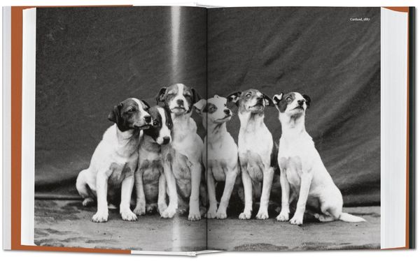 Produktbild: The Dog in Photography 1839&ndash;Today