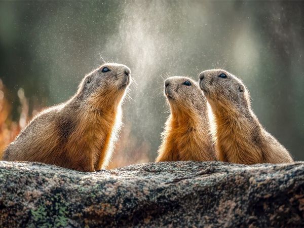 Produktbild: CALVENDO Puzzle H&ouml;rt ihr das auch? | 1000 Teile Lege-Gr&ouml;&szlig;e 64x48cm Foto-Puzzle f&uuml;r gl&uuml;ckliche Stunden