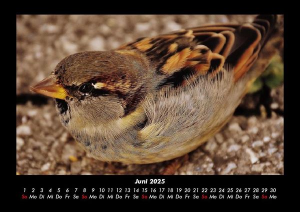Produktbild: Welt der V&ouml;gel 2025 Fotokalender DIN A3