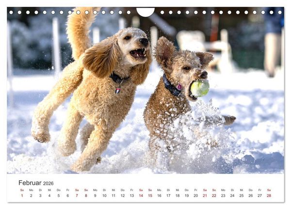 Produktbild: Pudel - Die flauschigen Lockenk&ouml;pfe. (Wandkalender 2026 DIN A4 quer), CALVENDO Monatskalender