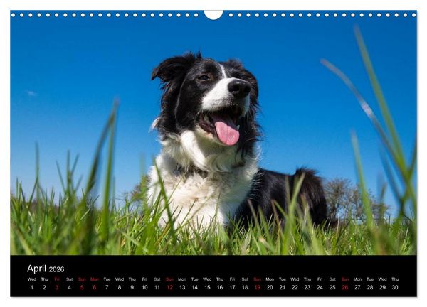 Produktbild: Beauty of a Border Collie (Wall Calendar 2026 DIN A3 landscape), CALVENDO 12 Month Wall Calendar