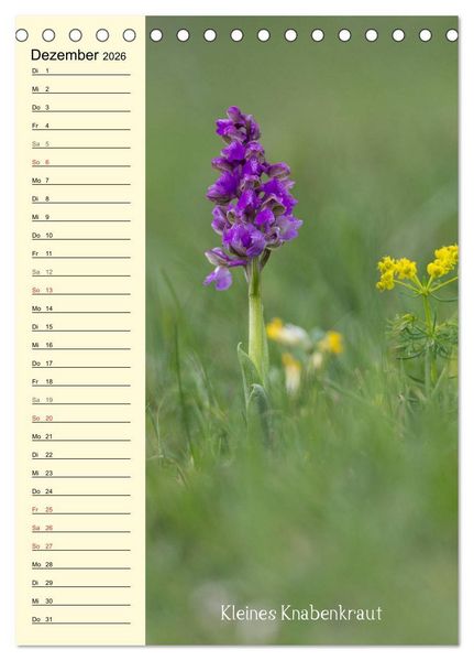 Produktbild: Wildwachsende Orchideen in Bayern (Tischkalender 2026 DIN A5 hoch), CALVENDO Monatskalender