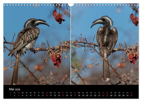Produktbild: Naturerlebnis Botswana (Wandkalender 2026 DIN A3 quer), CALVENDO Monatskalender