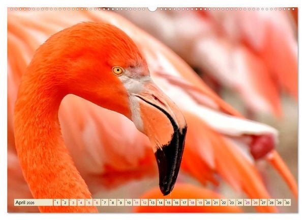 Produktbild: Flamingos - elegante Sch&ouml;nheiten (Wandkalender 2026 DIN A2 quer), CALVENDO Monatskalender