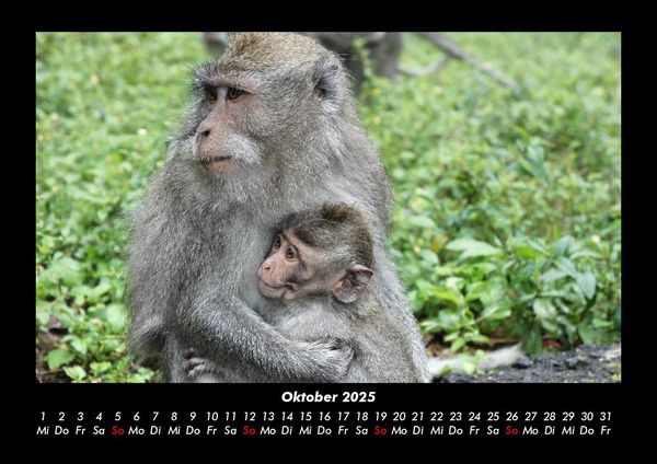 Produktbild: Welt der Affen 2025 Fotokalender DIN A3