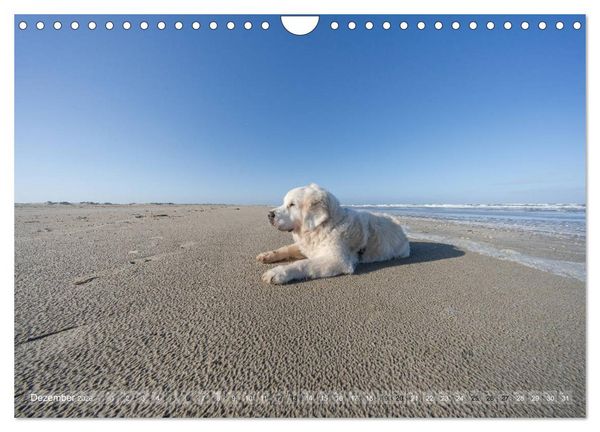 Produktbild: Mit Hunden an den Str&auml;nden von Nord- und Ostsee (Wandkalender 2026 DIN A4 quer), CALVENDO Monatskalender