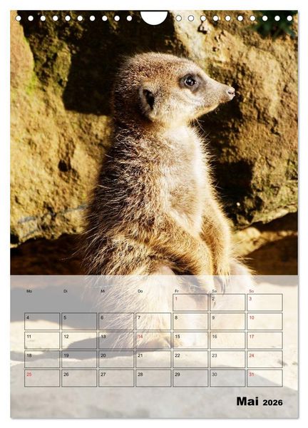 Produktbild: Erdm&auml;nnchen - Afrikas liebenswerte Zwerge (Wandkalender 2026 DIN A4 hoch), CALVENDO Monatskalender
