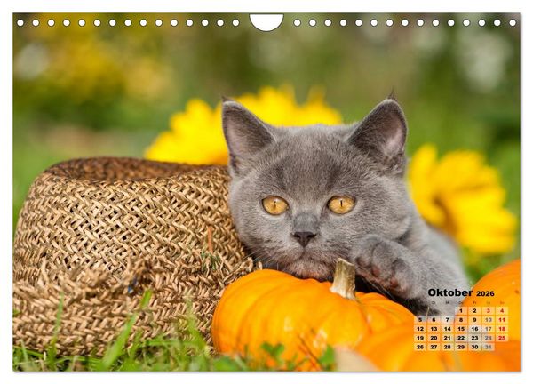 Produktbild: Katzen im Gr&uuml;nen (Wandkalender 2026 DIN A4 quer), CALVENDO Monatskalender
