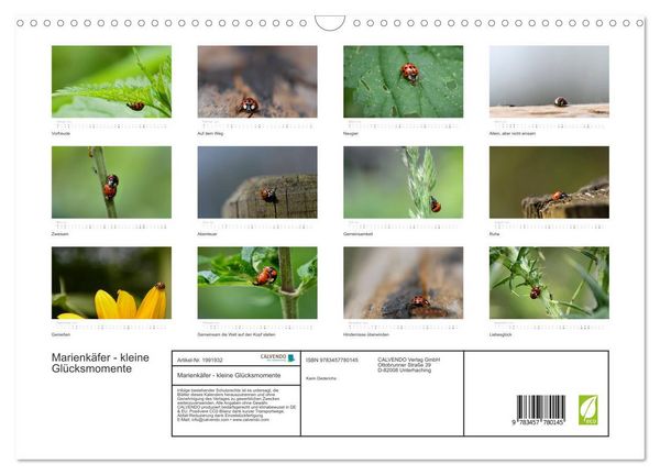 Produktbild: Marienk&auml;fer - kleine Gl&uuml;cksmomente (Wandkalender 2026 DIN A3 quer), CALVENDO Monatskalender