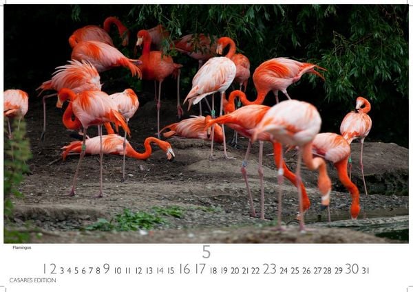Produktbild: Wilde Tiere Afrikas Kalender 2027 &ndash; Wandkalender | Fotokalender Afrika 35x50cm | Naturfotografie | Tierkalender Afrika | Geschenk f&uuml;r Naturliebhaber