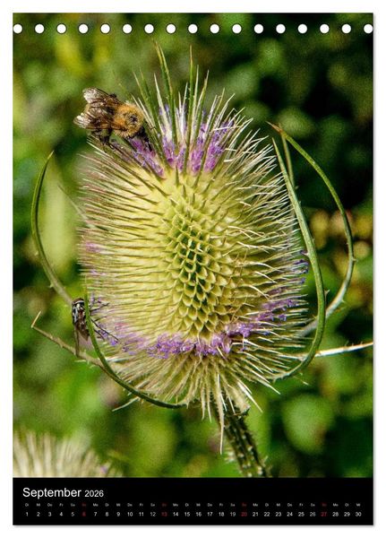 Produktbild: Bienen (Tischkalender 2026 DIN A5 hoch), CALVENDO Monatskalender