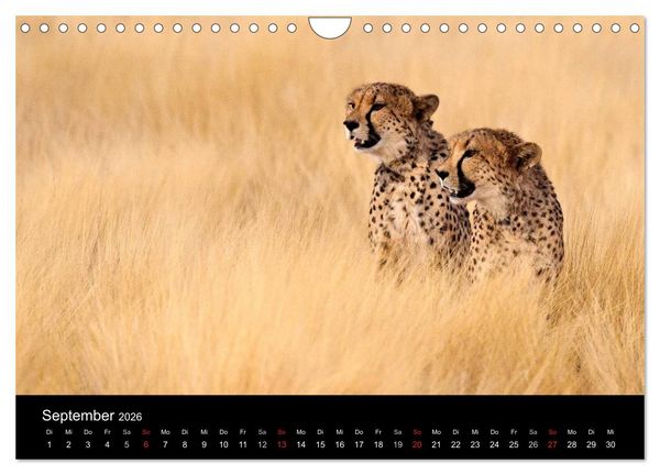 Produktbild: Afrikas Raubkatzen (Wandkalender 2026 DIN A4 quer), CALVENDO Monatskalender