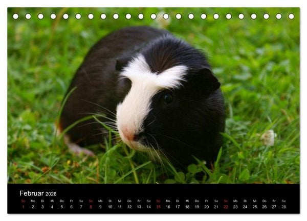 Produktbild: Meerschweinchen und Zwergkaninchen (Tischkalender 2026 DIN A5 quer), CALVENDO Monatskalender
