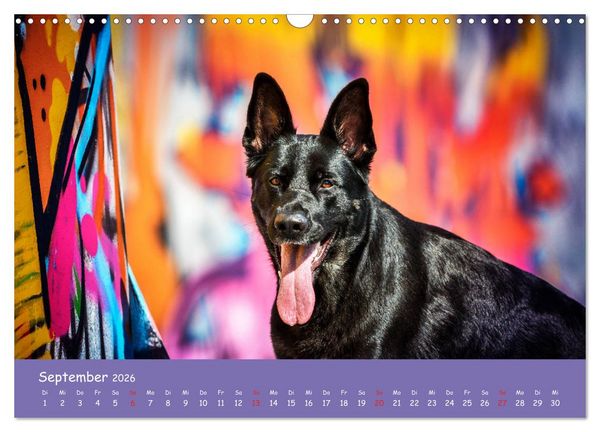 Produktbild: Hunde und Graffiti (Wandkalender 2026 DIN A3 quer), CALVENDO Monatskalender