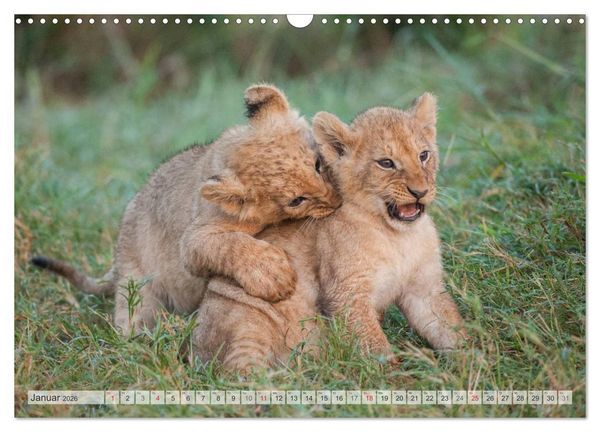 Produktbild: Emotionale Momente: Liebenswerte L&ouml;wenbabys (Wandkalender 2026 DIN A3 quer), CALVENDO Monatskalender