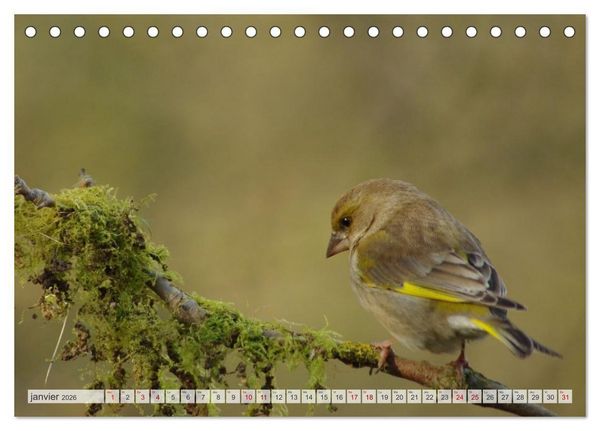 Produktbild: Oiseaux libres et sauvages (Calendrier de bureau 2026 DIN A5 vertical), CALVENDO calendrier mensuel