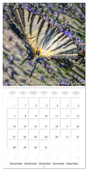 Produktbild: Natural beauty. Close-up insects (Wall Calendar 2026 12 &times; 12 Inch) CALVENDO 12 Month Wall Calendar