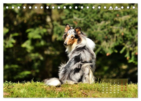 Produktbild: Collies? Was sonst! (Tischkalender 2026 DIN A5 quer), CALVENDO Monatskalender