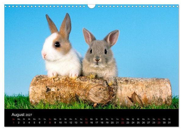 Produktbild: Zwergkaninchen (Wandkalender 2027 DIN A3 quer), CALVENDO Monatskalender