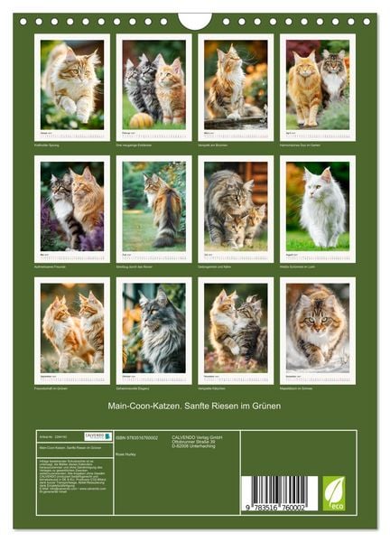 Produktbild: Main-Coon-Katzen. Sanfte Riesen im Gr&uuml;nen (Wandkalender 2027 DIN A4 hoch), CALVENDO Monatskalender