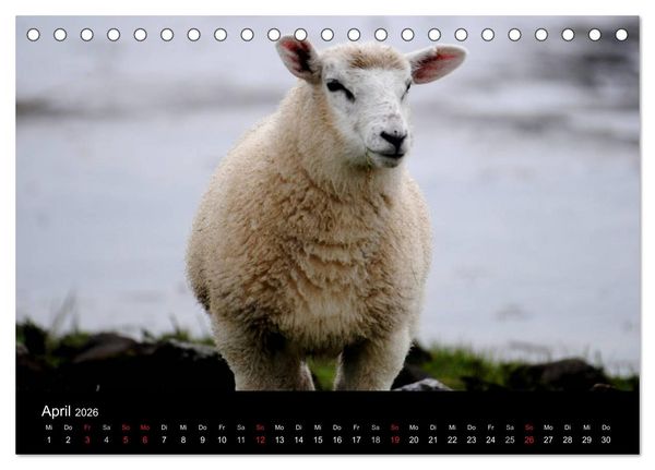 Produktbild: Schafe in Dithmarschen (Tischkalender 2026 DIN A5 quer), CALVENDO Monatskalender