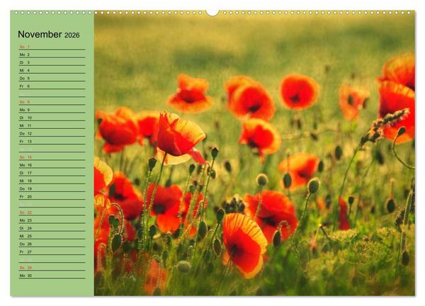 Produktbild: Mohnblumen Tr&auml;ume (hochwertiger Premium Wandkalender 2026 DIN A2 quer), Kunstdruck in Hochglanz
