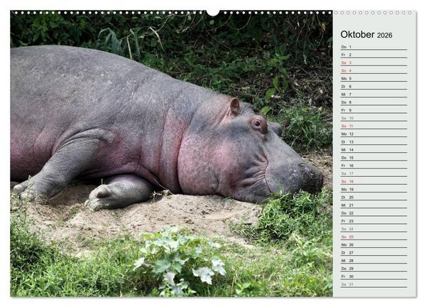 Produktbild: Hippos - Begegnungen in Afrika (hochwertiger Premium Wandkalender 2026 DIN A2 quer), Kunstdruck in Hochglanz