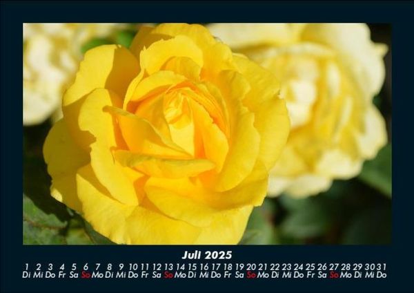 Produktbild: Rosentraum 2025 Fotokalender DIN A5