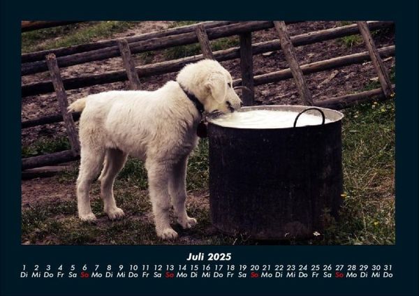 Produktbild: Welpen 2025 Fotokalender DIN A4