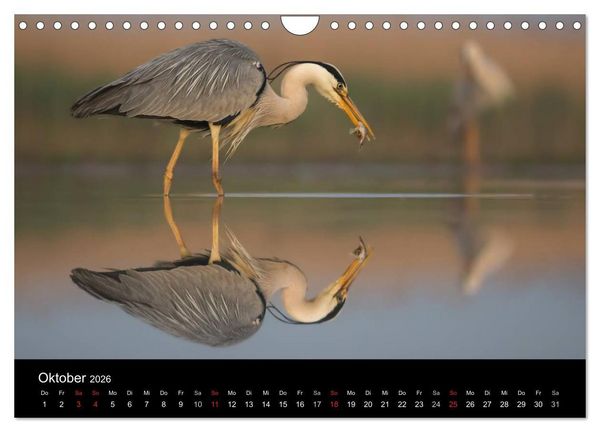 Produktbild: Reiher - Der Tanz auf dem Wasser (Wandkalender 2026 DIN A4 quer), CALVENDO Monatskalender