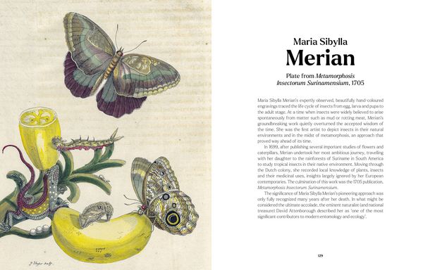 Produktbild: The Book of the Butterfly