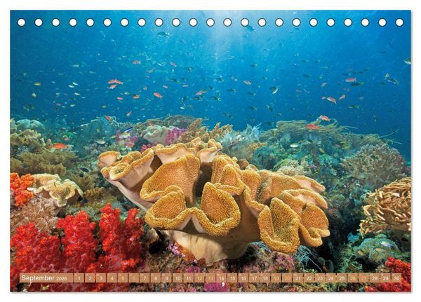 Produktbild: Fischparadies Riff (Tischkalender 2026 DIN A5 quer), CALVENDO Monatskalender