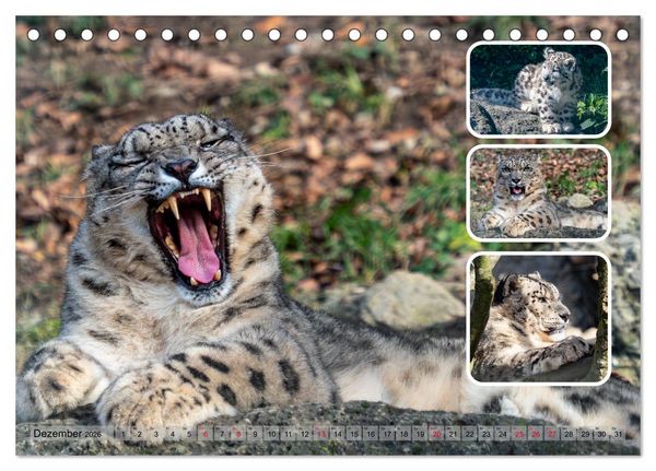Produktbild: Raubkatzen - gro&szlig; & klein (Tischkalender 2026 DIN A5 quer), CALVENDO Monatskalender