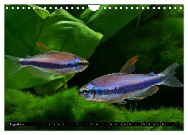 Produktbild: Beliebte Fische der Welt (Wandkalender 2026 DIN A4 quer), CALVENDO Monatskalender
