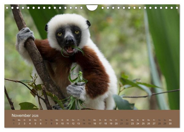 Produktbild: Madagaskars wundersame Tierwelt (Wandkalender 2026 DIN A4 quer), CALVENDO Monatskalender
