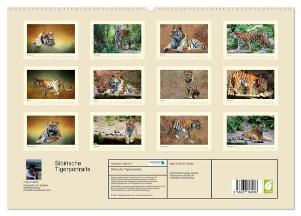 Produktbild: Sibirische Tigerportraits (hochwertiger Premium Wandkalender 2026 DIN A2 quer), Kunstdruck in Hochglanz
