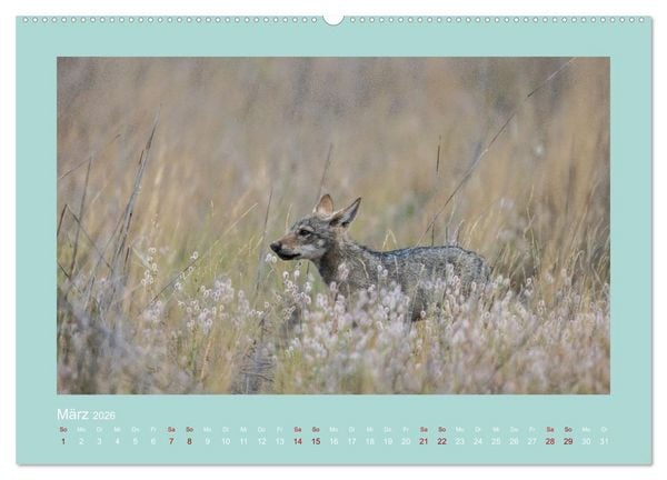 Produktbild: W&ouml;lfe, Impressionen aus der Lausitz (Wandkalender 2026 DIN A2 quer), CALVENDO Monatskalender