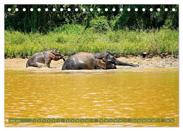 Produktbild: Borneos Zwergelefanten (Tischkalender 2026 DIN A5 quer), CALVENDO Monatskalender
