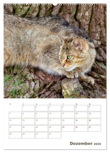 Produktbild: Europ&auml;ische Wildkatzen - Jahresplaner (hochwertiger Premium Wandkalender 2026 DIN A2 hoch), Kunstdruck in Hochglanz