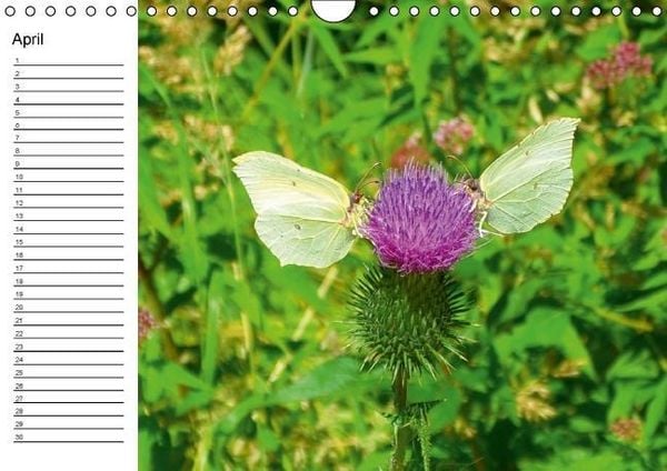 Produktbild: Heimische Schmetterlinge / Geburtstagskalender (Wandkalender immerw&auml;hrend DIN A4 quer)