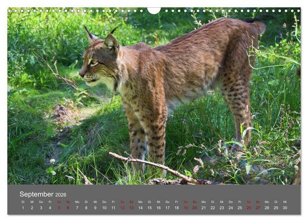 Produktbild: Der Luchs - Hochbeinig, Pinselohren, Backenbart (Wandkalender 2026 DIN A3 quer), CALVENDO Monatskalender