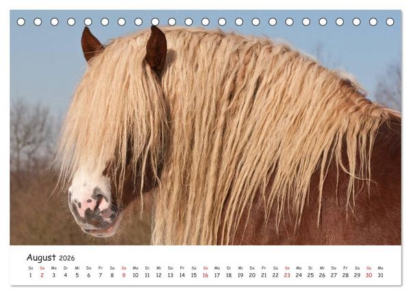 Produktbild: Kaltblut - schwere Pferde mit Herz (Tischkalender 2026 DIN A5 quer), CALVENDO Monatskalender