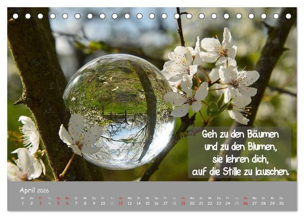 Produktbild: Wunderbare Waldkugeln (Tischkalender 2026 DIN A5 quer), CALVENDO Monatskalender