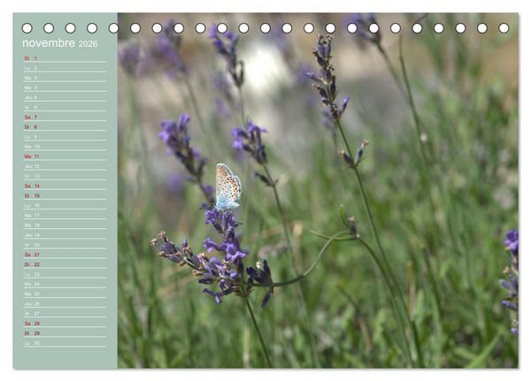 Produktbild: Merveilleux papillons (Calendrier de bureau 2026 DIN A5 vertical), CALVENDO calendrier mensuel