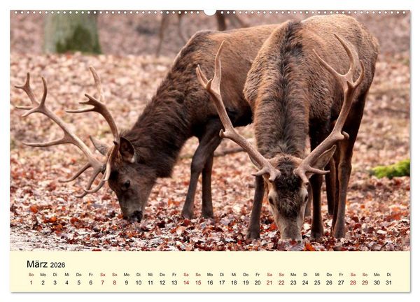 Produktbild: Der Rothirsch - Der K&ouml;nig in unseren W&auml;ldern (Wandkalender 2026 DIN A2 quer), CALVENDO Monatskalender