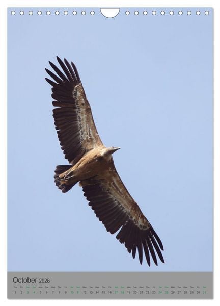 Produktbild: Wildlife of Spain (Wall Calendar 2026 DIN A4 portrait), CALVENDO 12 Month Wall Calendar