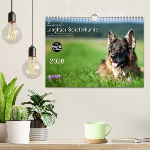 Produktbild: Zauberhafte Langhaar Sch&auml;ferhunde (Wandkalender 2026 DIN A4 quer), CALVENDO Monatskalender